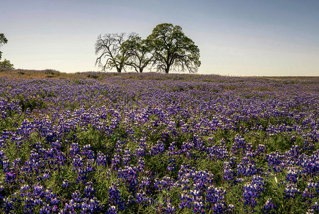 Lupine Fields and Tree