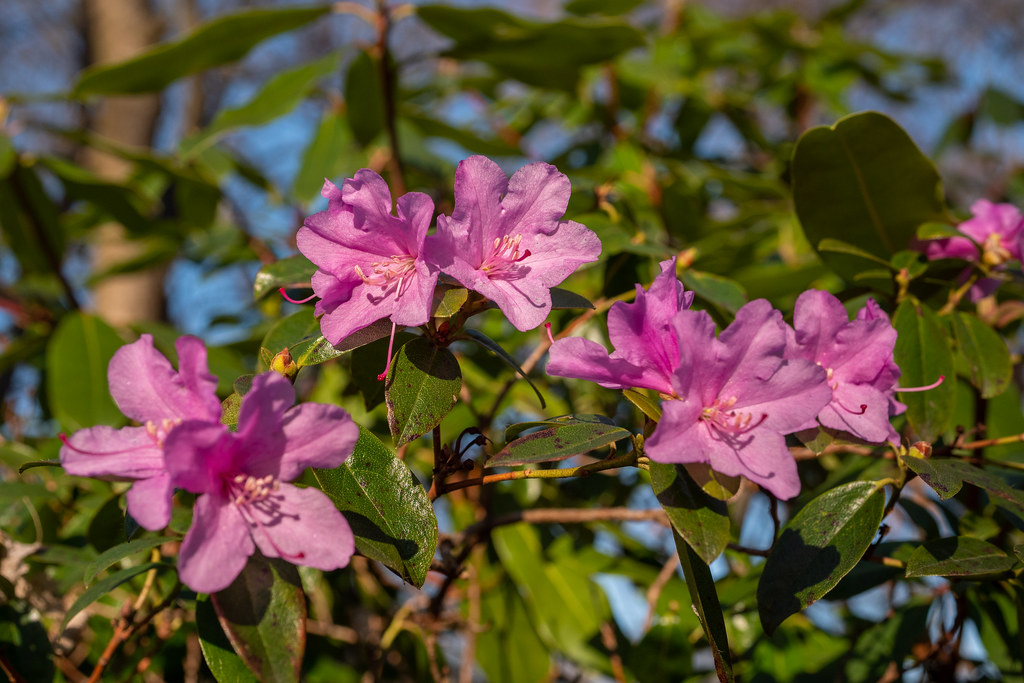 Tierpark Berlin: Die ersten Rhododendronblüten des Jahres - The first rhododendron flowers this year