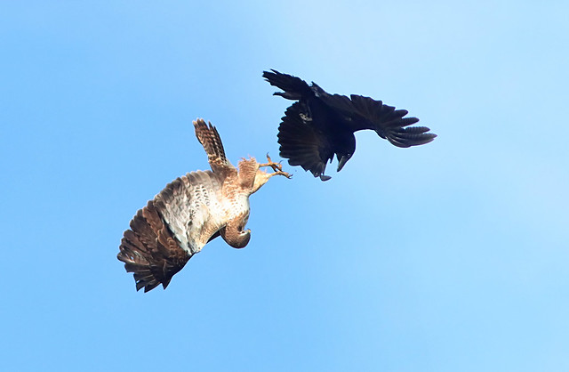Buzzard vs Crow