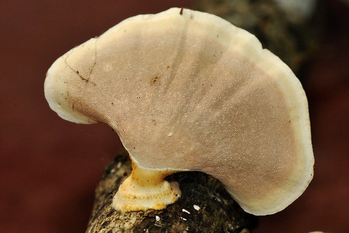 Shelf  Bracket fungus