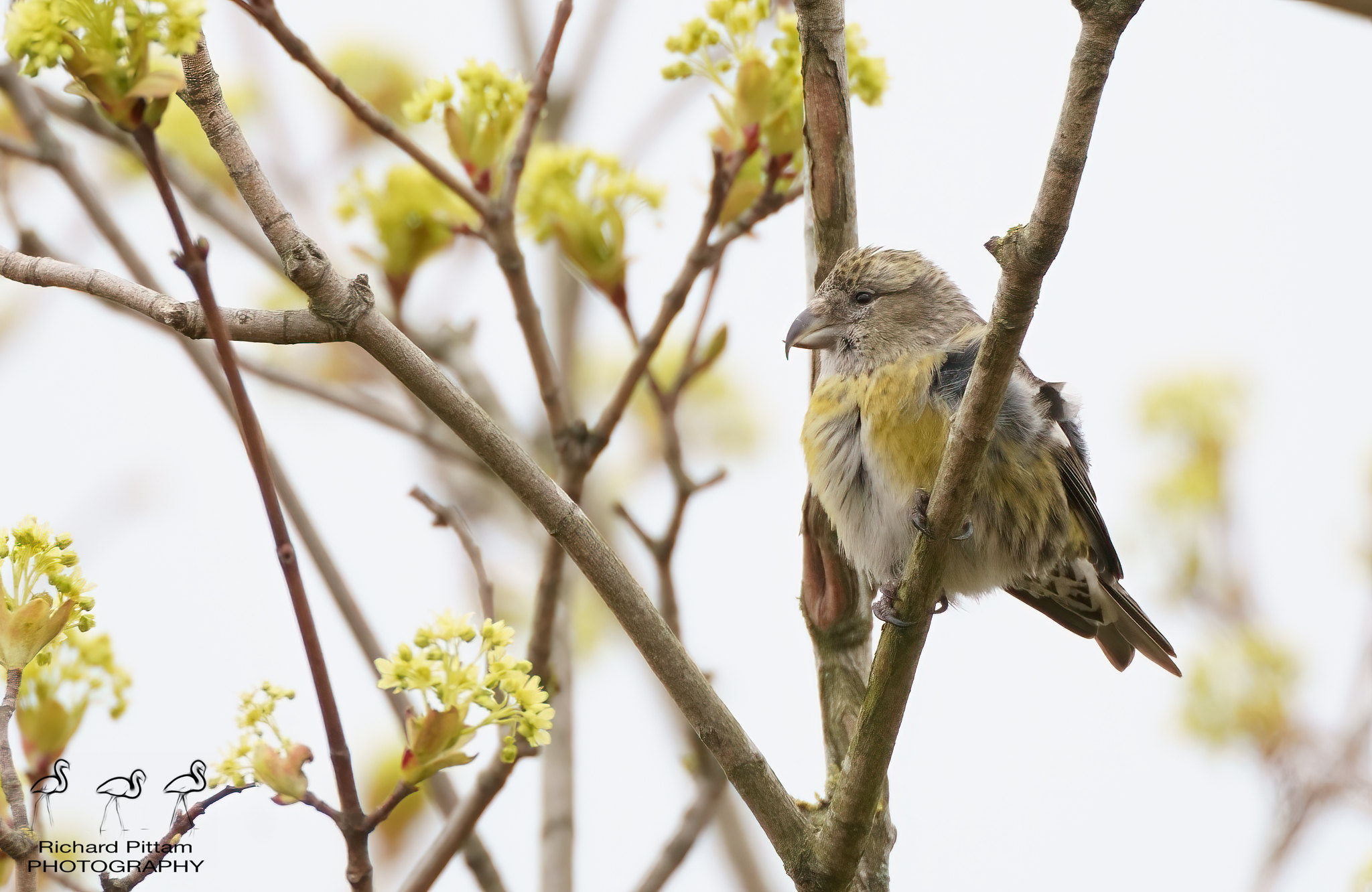 Two-barred Crossbill record shots