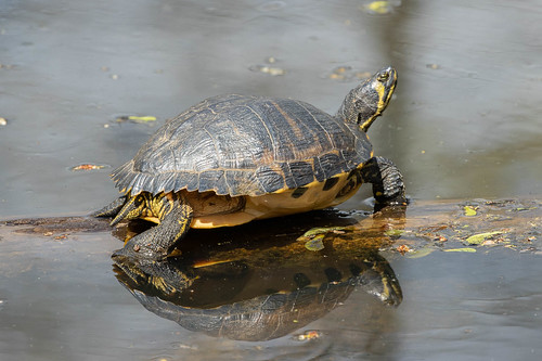 turtle cincinnatinaturecenter animal ohio clermontcounty milford cnc yellowbelliedslider
