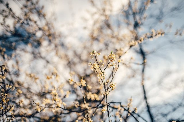 Close-up of white cherry tree flowers with a partly cloudy sky in the blurry background
