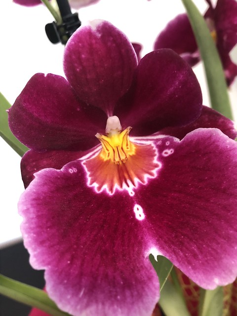 Orchid Number 8