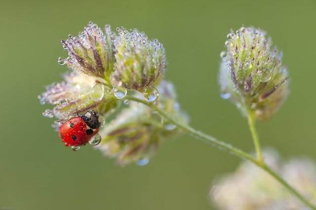 *Ladybird on a blade of grass*