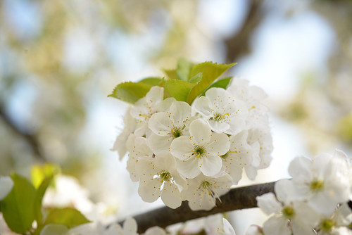 Some beauties from spring | by xeyalkazimli