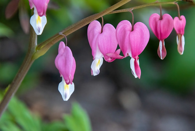 hearts for Spring