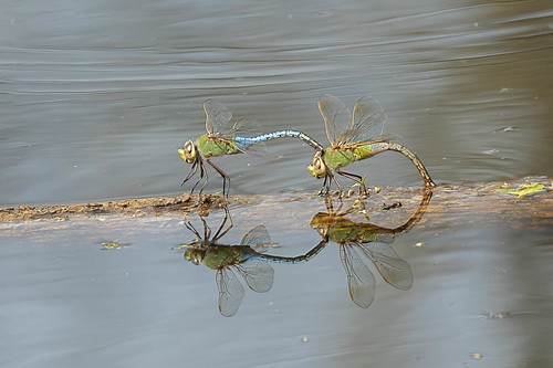male clermontcounty milford cincinnatinaturecenter dragonfly ohio cnc commongreendarner mating female