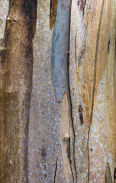 Eucalyptus bark, Logan