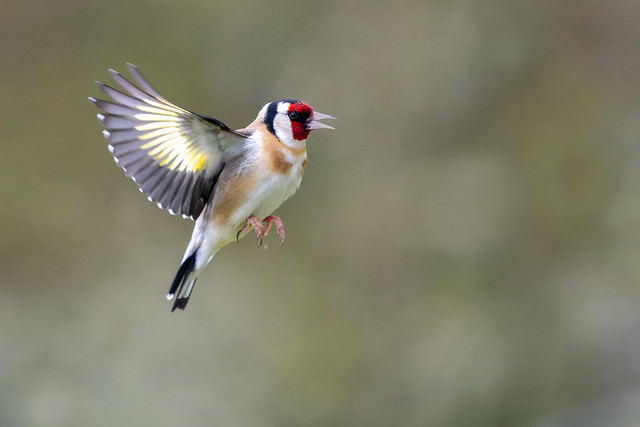 Chardonneret élégant (Carduelis carduelis) European Goldfinch