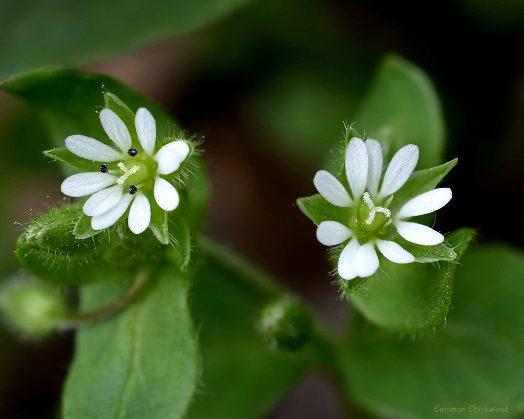 Common Chickweed - Stellaria media  Caryophyllaceae: Pink family