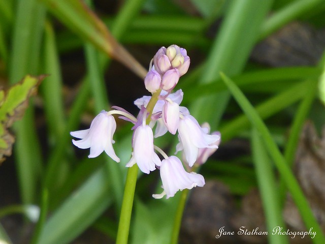 Pink 'Bluebells' ~ Hyacinthoides × massartiana.