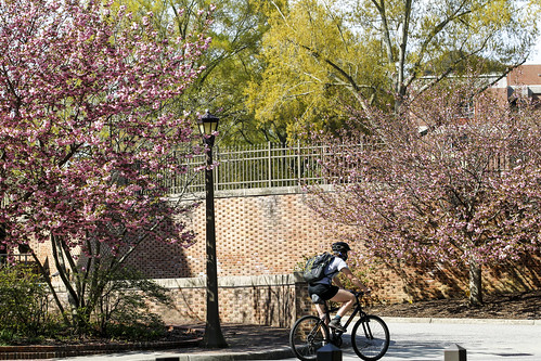 W&M in Spring: Pathways lined with blooming trees