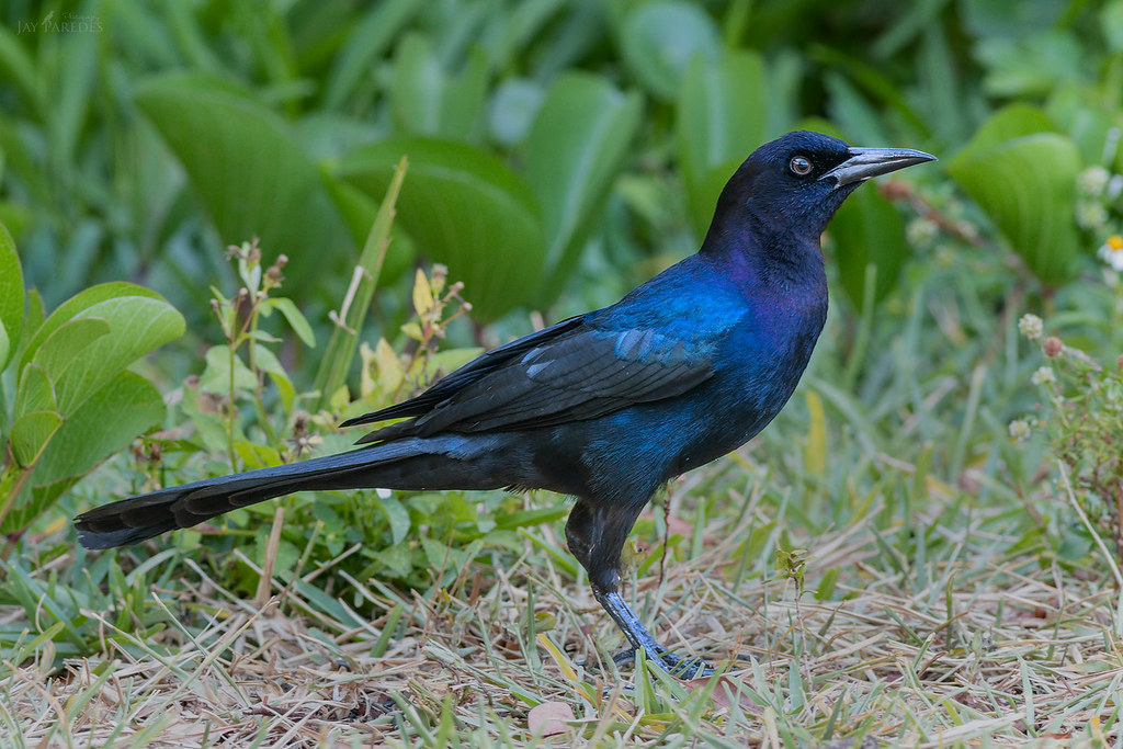 Black Birds with Blue Heads - Boat-Tailed Grackle