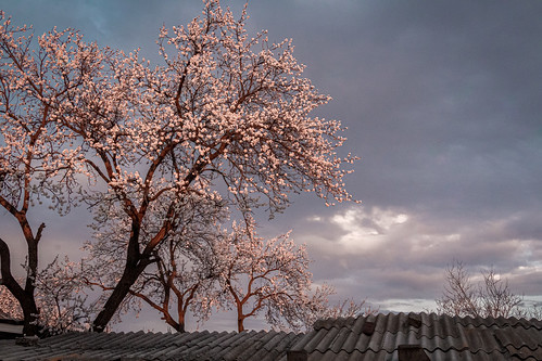 An apricot tree blooms in a small village, Armenia. Madeline Marquardt: #VolunteerAbroadBecause You'll Make Meaningful Connections