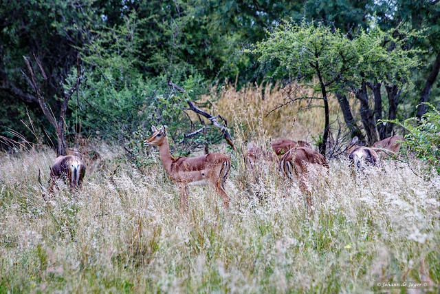 Early morning grazing - Impalas