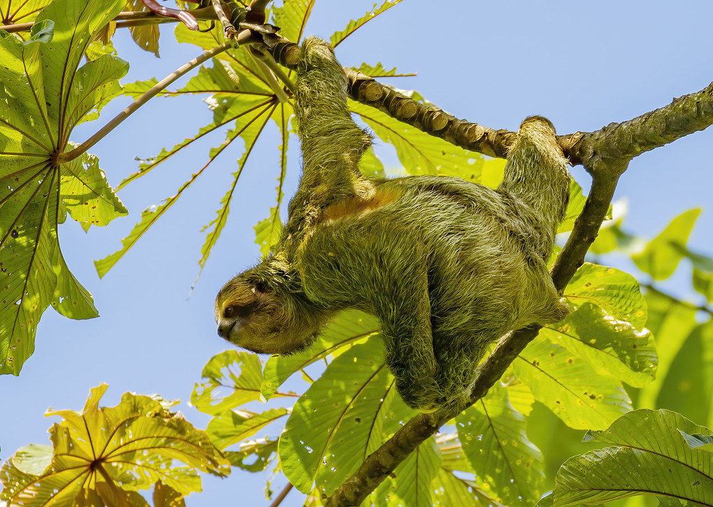 Three-toed sloth / Letidýr (Bradypus)