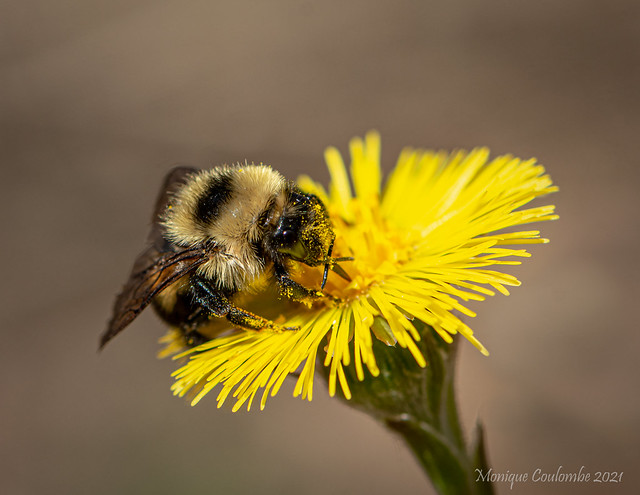 Bourdon sur Tussilage - Bumblebee on Tussilago