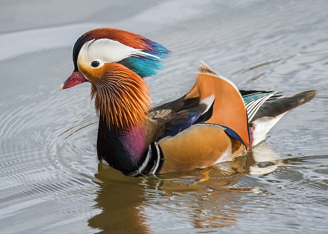 Mandarin Duck at Switherland
