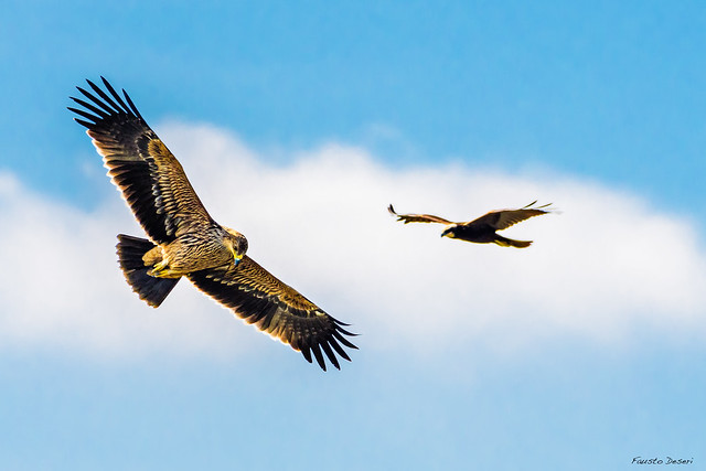 Aquila imperiale e Falco di palude