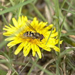 hoverfly (Syrphus sp)