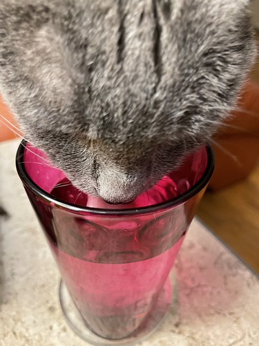 I put my glass of water down then reached for a drink and found Jules sneaking a sip. | by 222LOLA