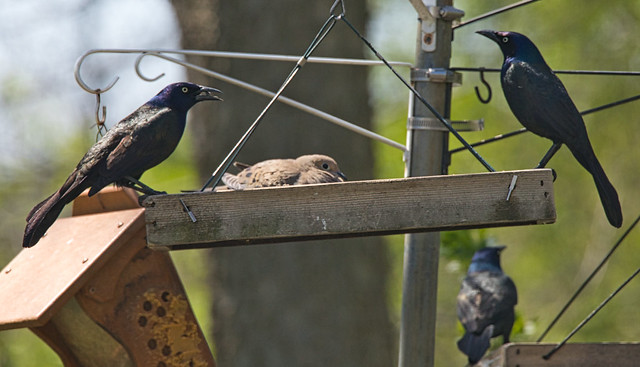 Grackles and a Dove