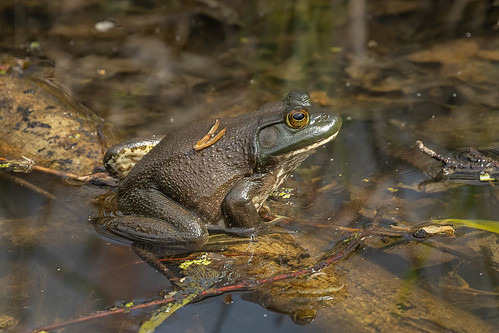 cincinnatinaturecenter animal americanbullfrog clermontcounty milford ohio frog