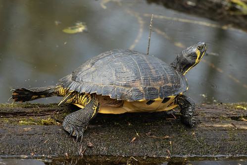 turtle cincinnatinaturecenter animal clermontcounty milford ohio yellowbelliedslider