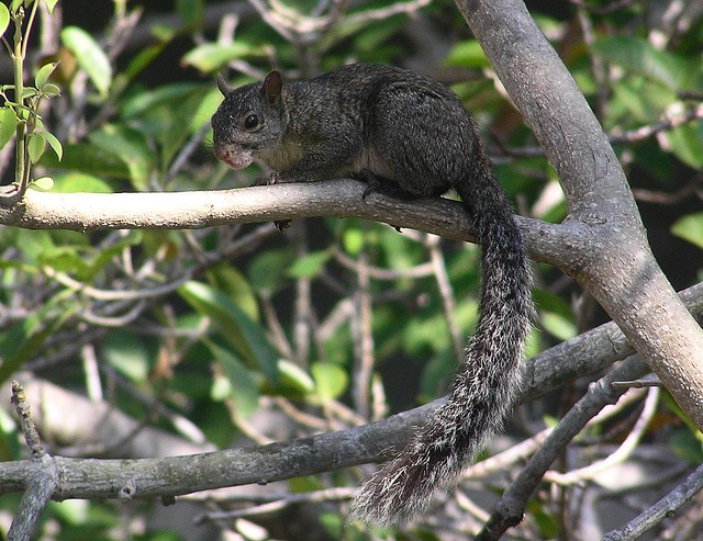 Sciurus aureogaster -  Mexican gray squirrel - Ecureuil gris mexicain - 19/02/05