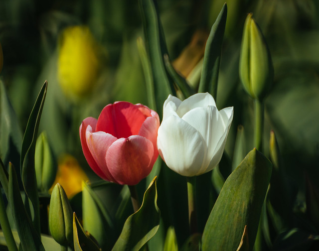 Intimate tulips
