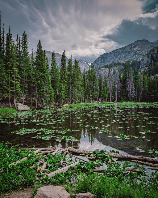 Lilypads on Nymph Lake. Rocky Mountain National Park, Colorado. 2018.