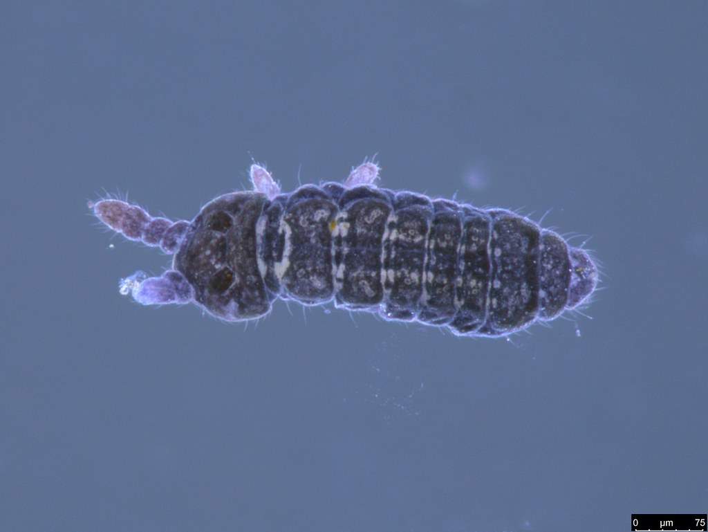 24 - Hypogastruridae sp.