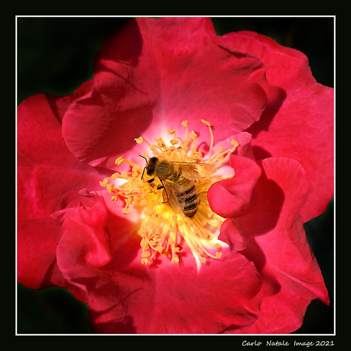 Bee at work in a red rose | by cienne45