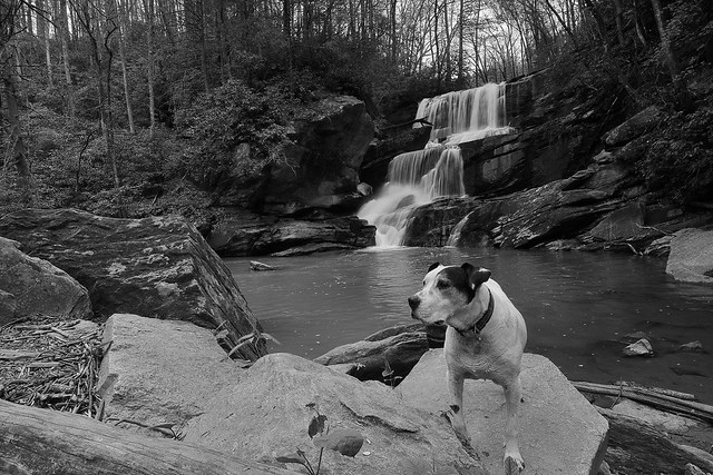 Petey at Little Bradley Falls
