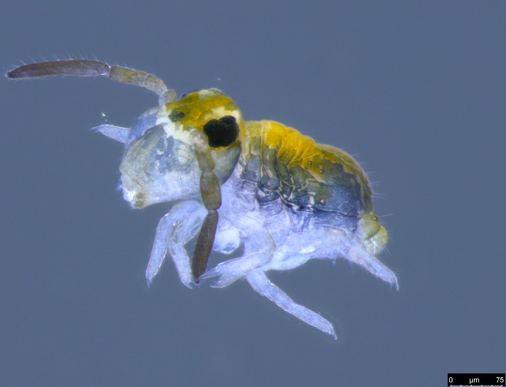 26 - Katiannidae sp.