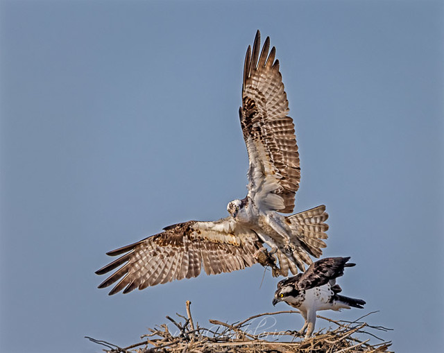 Ospreys At Nest
