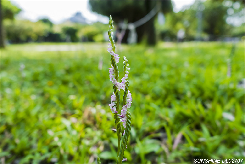 DL02707,綬草,蘭花草,清明草,蘭花,花卉,花,蘭科,綬草屬,青龍纏柱,金龍盤樹,龍抱柱,特寫,Macro,微距,大安森林公園,台北市,大安區