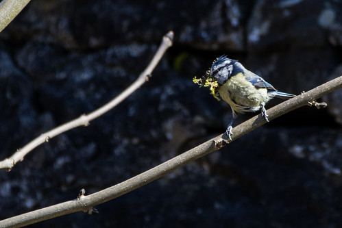 Nesting Blue Tit | by jsxxhcaz6