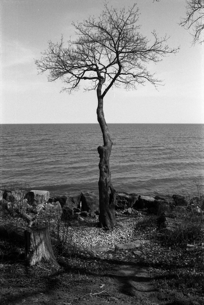 Favourite Tree By the Water
