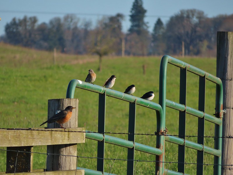 Robin, western bluebird and swallows