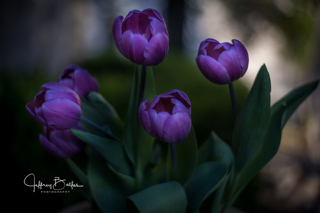 Purple Tulips-744149