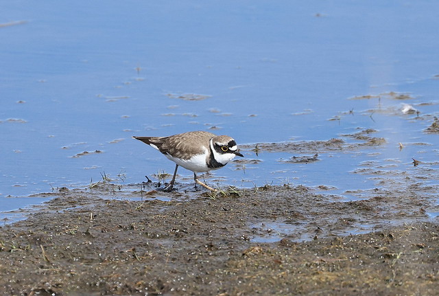 Lille præstekrave (Little Ringed Plover / Charadrius dubius)