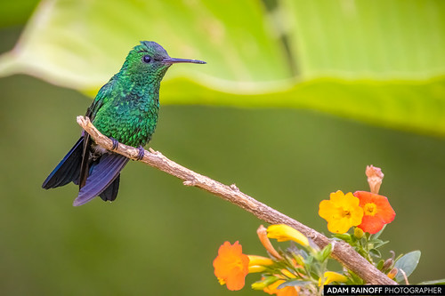 Steely-vented Hummingbird | by adamrainoff