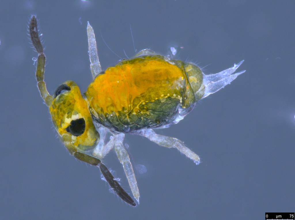 27 - Katiannidae sp.