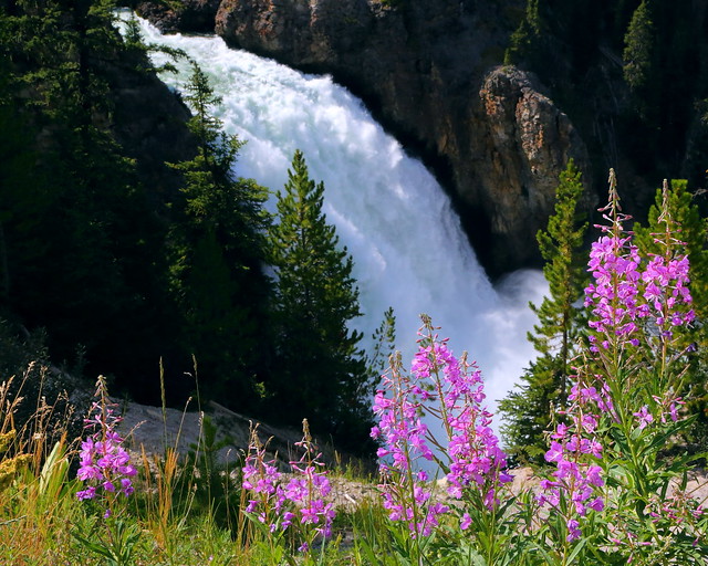 IMG_5469 Fireweed and Upper Falls, Yellowstone National Park