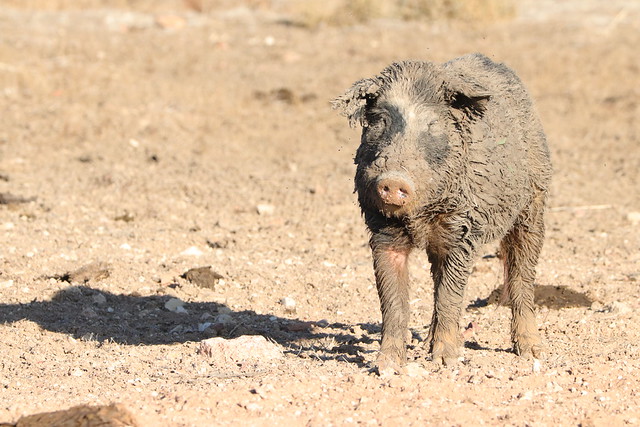 Wild Feral Boar - What are you lookin' at????