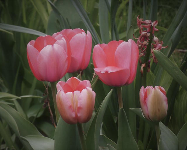 Dreamtime Tulips