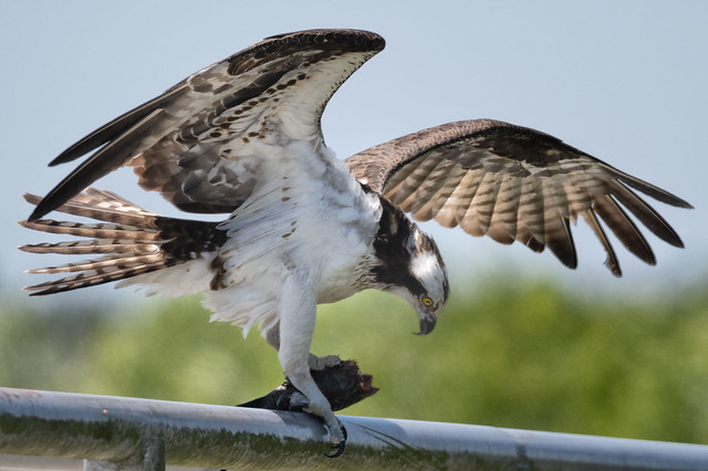 Lunch, Lake Apopka Wildlife Drive