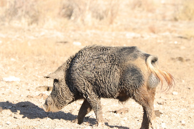 Wild Feral Boar - My Gonads are bigger than yours!